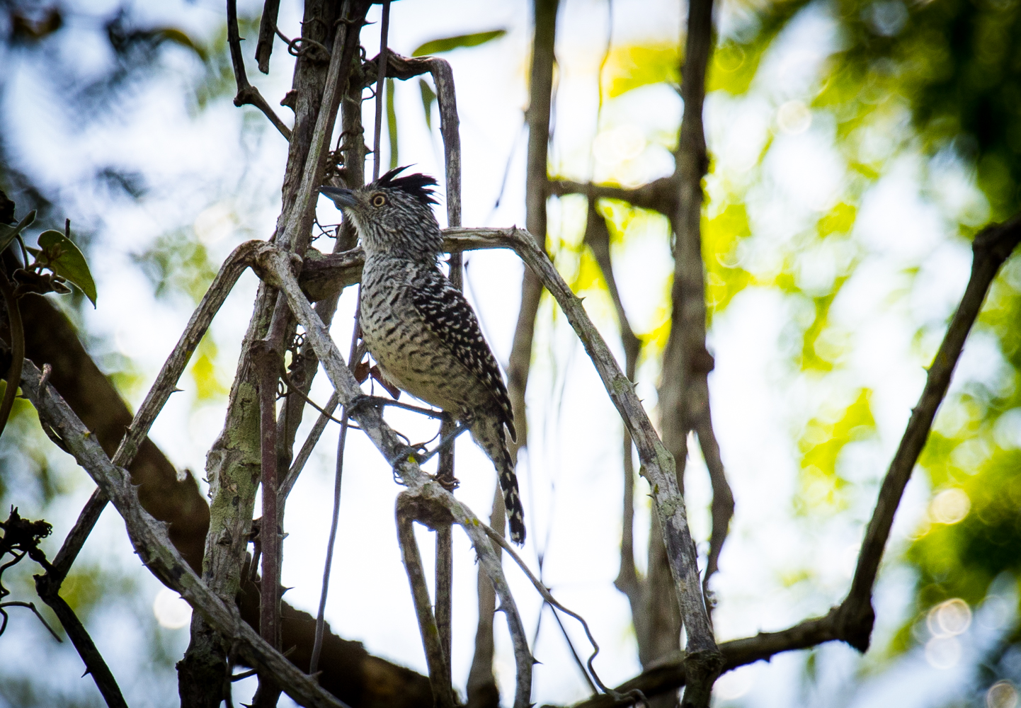 jaguars, pantanal, tours, brazil, photography, wildlife